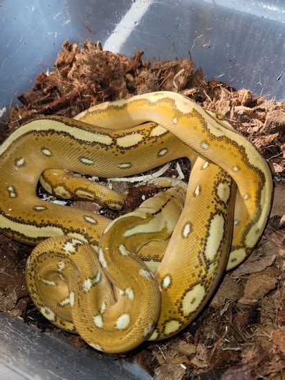 Image result for Reticulated Python Orange