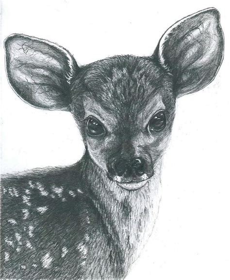 Image result for Fawn Drawing Creepy