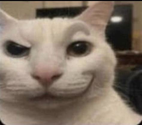 Image result for Cursed Cat Walking