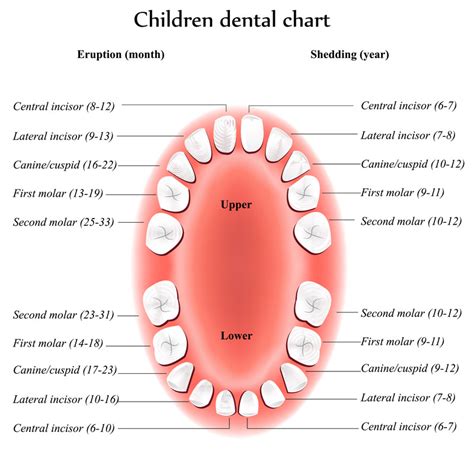 Image result for Teeth Development Chart