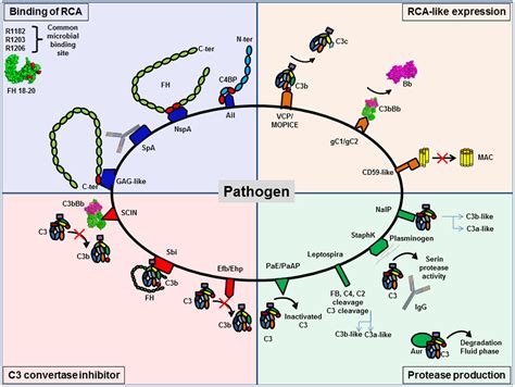 Image result for Complement System in Adaptive Immunity
