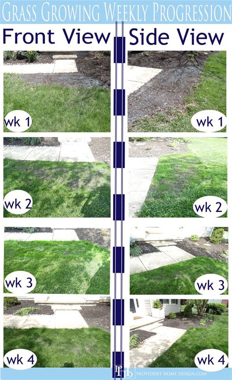 Image result for How to Grow Grass Quickly