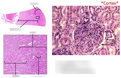 Image result for Microscopic Anatomy of Kidney Diagram
