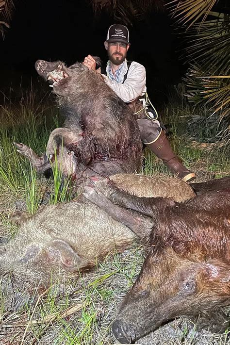 Toradh íomhá ar Python Hunting Pig