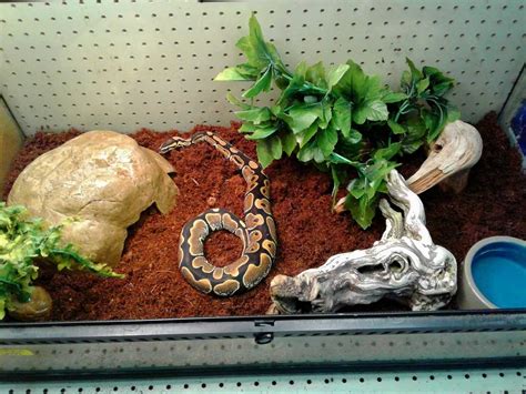 Ball Python Pet Setups に対する画像結果