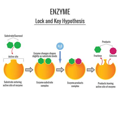 Image result for Enzyme Forte Tab