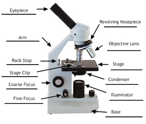 Afbeeldingsresultaten voor Light Microscope Parts and Functions