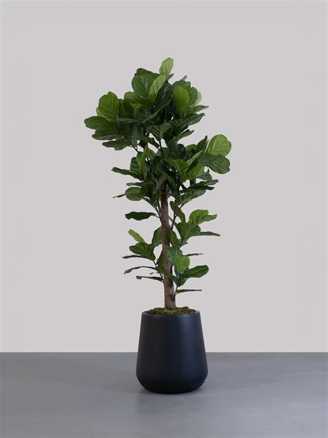 Classification of Plnt에 대한 이미지 결과