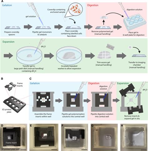 Image result for expansion microscopy protocol