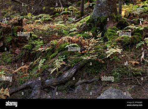 Image result for Ground with Roots Tree