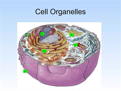 Image result for Animal Cell Slide