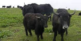 Churpi Tag Generator に対する画像結果