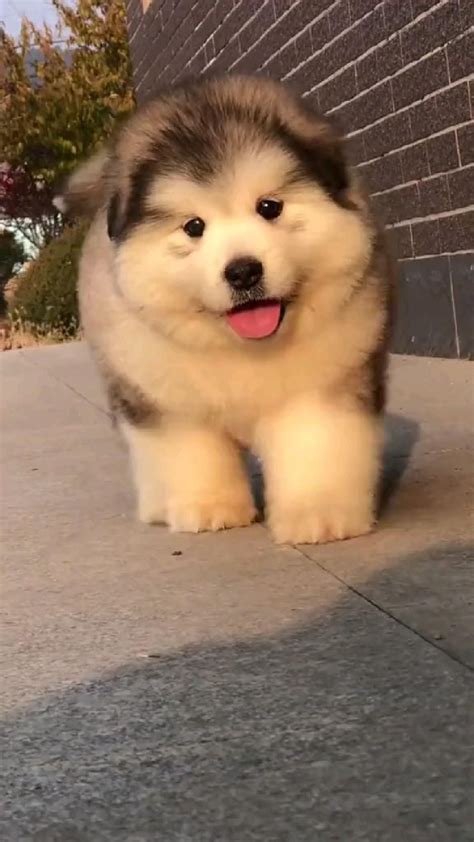 Cute baby dog – Artofit