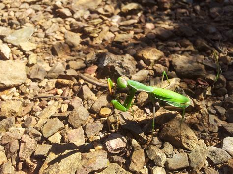 St. John's College Cambridge Library に対する画像結果