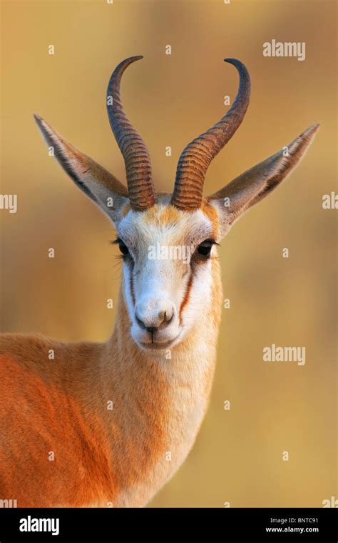 Wild Animals Springbok に対する画像結果