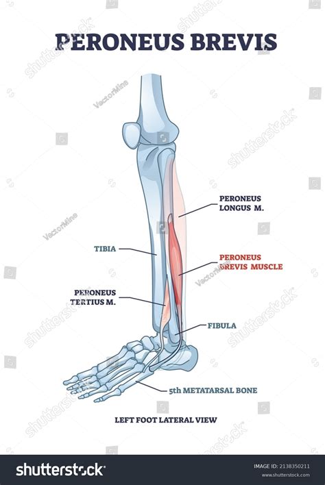 Image result for Peroneus Brevis Muscle