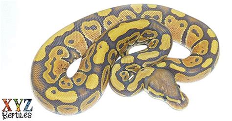Image result for Ghost Ball Python Full Size