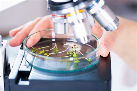 Image result for Plant Sampling Lab Activity