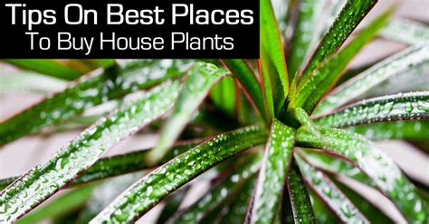 Image result for House Plant Near Me