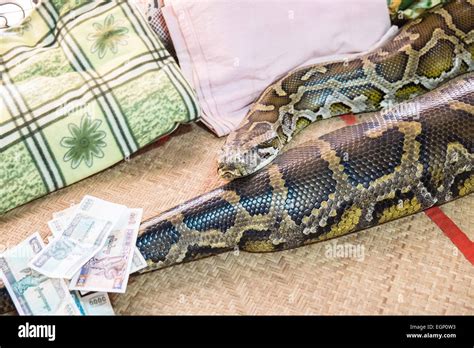 Toradh íomhá ar Belt Fed Python