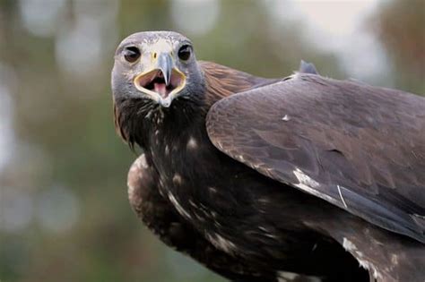 Apex Predator Examples に対する画像結果