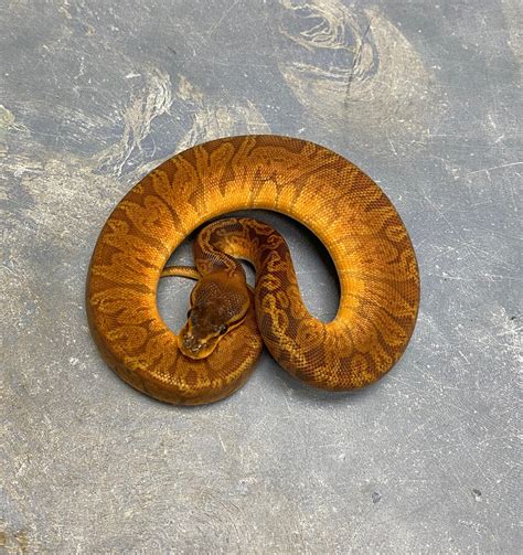 Image result for Sunset Puzzle Ball Python