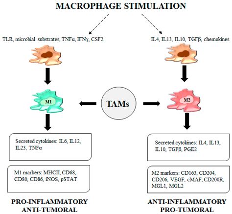 Image result for Tumor DC Macrophage