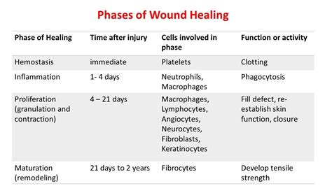 Image result for Wound Maturation Phase Example
