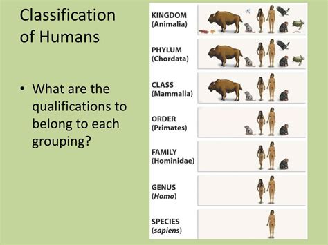 Toradh íomhá ar Classification of Humans