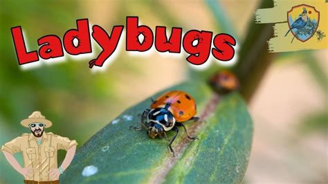 Image result for Ladybug Fun Facts for Kids