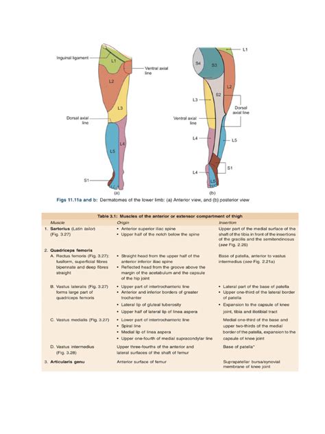 Pressure Gradient Segmental Pressure Lower Extremity に対する画像結果