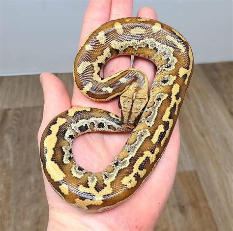 Toradh íomhá ar Blood Python Skeleton