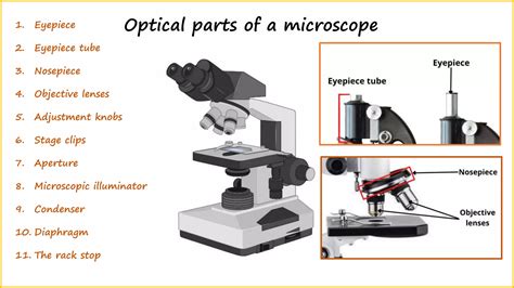 Image result for Using a Microscope Parts of a Microscope