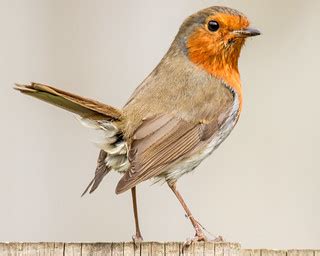 Toradh íomhá ar Robin Bird PNG