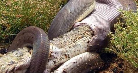 Image result for Olive Python Eating