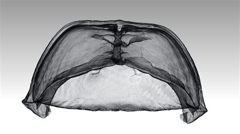 Box Turtle Bottom Shell కోసం చిత్ర ఫలితం