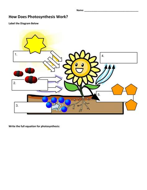 Afbeeldingsresultaten voor How Does Photosynthesis Work Worksheet Answers