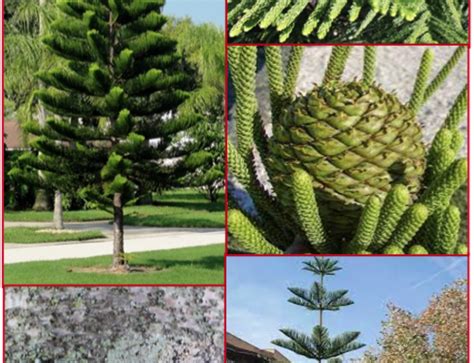 Image result for Tree with Root System