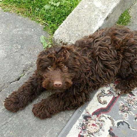 Chocolate Brown Cockapoo Adult に対する画像結果