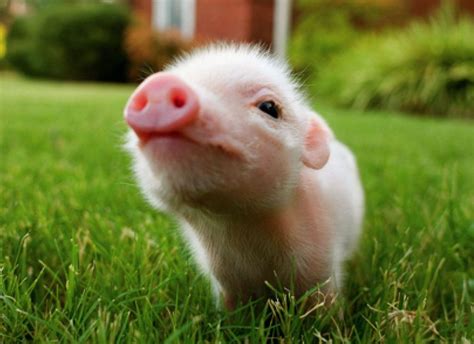 Image result for Pig Background On PC