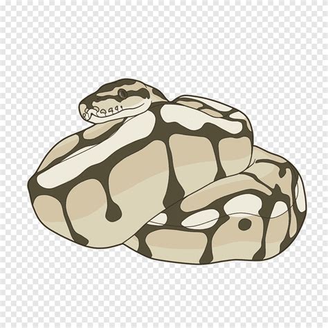 Image result for Royal Python Cartoon