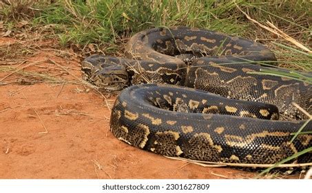 Image result for Cute Brown Python