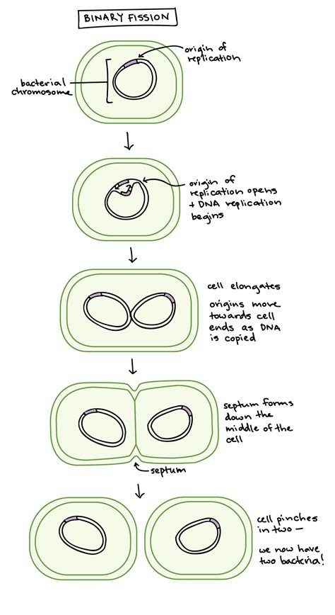 Image result for Binary Fission Reproduction