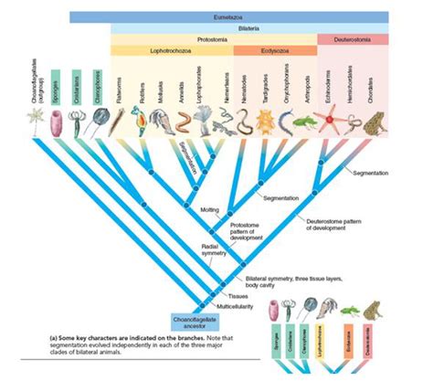 Image result for Animal Evolution Cladogram