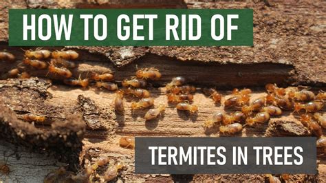Image result for Termites in a Tree Stump