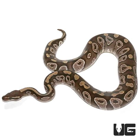 Image result for 5Ft Ball Python