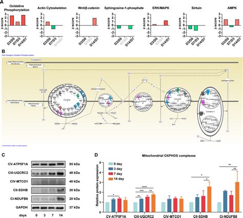 Image result for OXPHOS in Bacterias