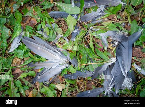 Image result for Exploding Bird Feathers