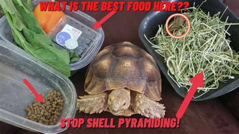 Afbeeldingsresultaten voor Shell Rot One Healthy Shell Selcutta