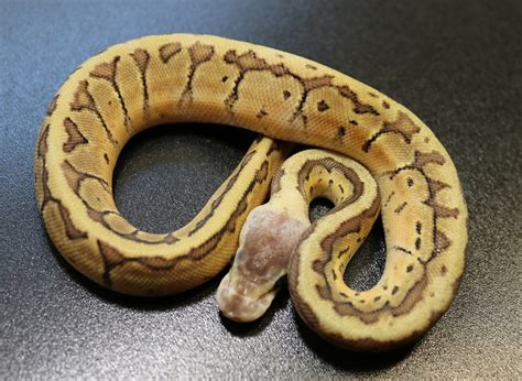 Toradh íomhá ar Sun Sent Ball Python